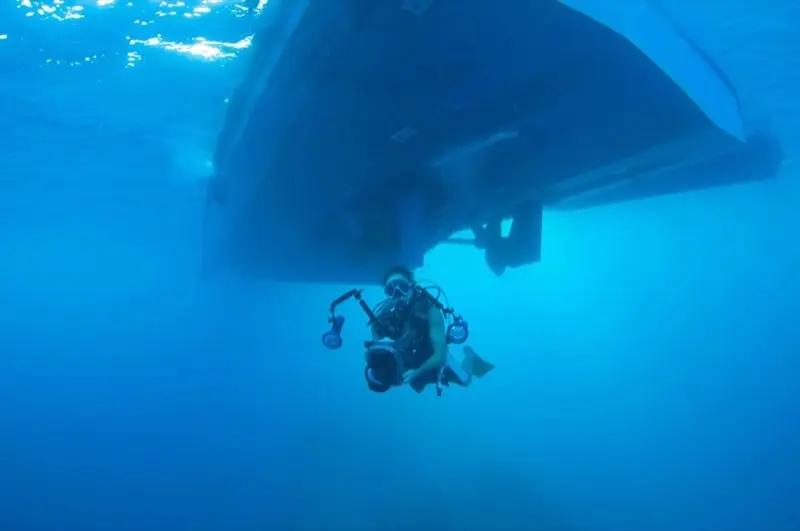 Understanding Marine Life in the Caribbean: A Yachtmaster's Underwater Guide